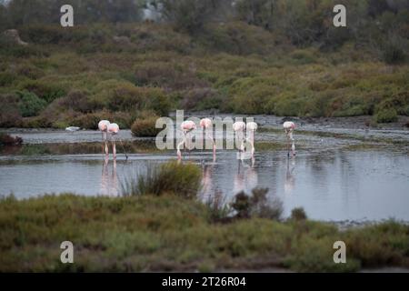 Pink Greater Flamingos acuden forrajeando en el pintoresco estanque de Camargue, al sur de Francia Foto de stock