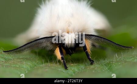 Vista frontal de la polilla muselina masculina (Diaphora mendica). Tipperary, Irlanda Foto de stock