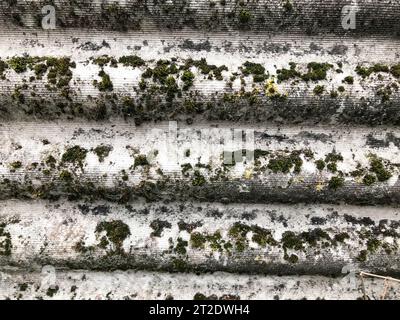 Textura de la vieja pizarra gris voluminosa dilapidada del asbesto situado horizontalmente cubierto con musgo verde, vista cercana, fondo Foto de stock