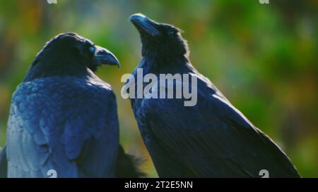 Un par de cuervos apareados se acicalan cariñosamente y se familiarizan íntimamente entre sí. Foto de stock