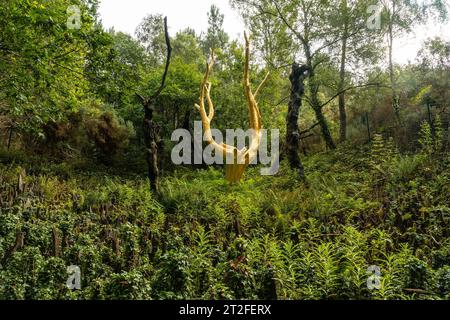 Arbre Dor en el bosque de Broceliande, bosque místico francés situado en el departamento de Ille et Vilaine, Bretaña, cerca de Rennes. Francia Foto de stock