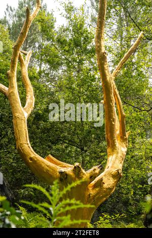 Arbre D'Or en el bosque de Broceliande, bosque místico francés situado en el departamento de Ille et Vilaine, Bretaña, cerca de Rennes. Francia Foto de stock