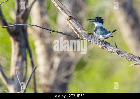 Martin Pescador, Kingfisher .Cuenca del Rio San Pedro, Naturalia Foto de stock