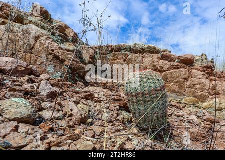 Cactus. Mamilaria. .Cuenca del Río San Pedro, Naturalia Foto de stock