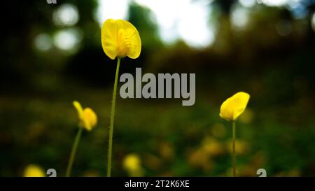 flores amarillas que se levantan sobre tallos largos Foto de stock
