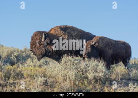 Madre y bisontes jóvenes pastando en las primeras horas de la mañana en el Parque Nacional de Yellowstone Foto de stock