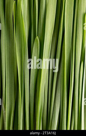 Wheatgrass, primer plano. Manojo de hojas frescas de trigo común germinado, Triticum aestivum, utilizado para alimentos, bebidas o suplementos dietéticos. Foto de stock