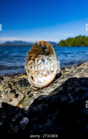 Abalone del Norte, Haliotis kamtschatkana, concha en el sitio ...