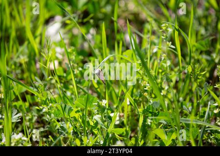 Mariposa de rayas rojas (Calycopis cecrops) colgando de una hoja de hierba verde y vibrante Foto de stock