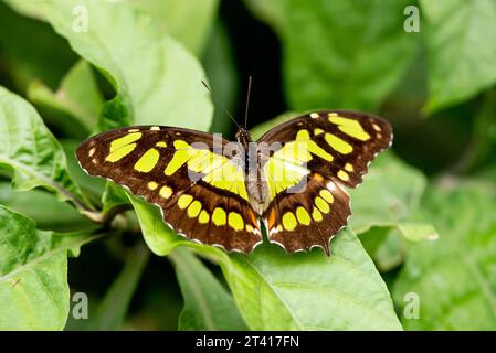 Mariposa Malaquita, estelenes Siproeta, oscuro con parches verdes en las hojas del jardín Foto de stock