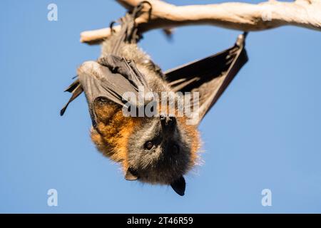 Zorro volador de cabeza gris, Pteropus poliocephalus, tarde, colgando en el árbol, Yarra Bend Park, Melbourne Foto de stock