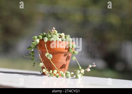 Planta interior verde Senecio rowleyanus variegata cadena de perlas Foto de stock
