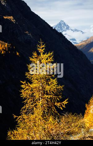Alerces europeos de color amarillo (Larix decidua) en otoño con Bietschhorn, Valais Foto de stock