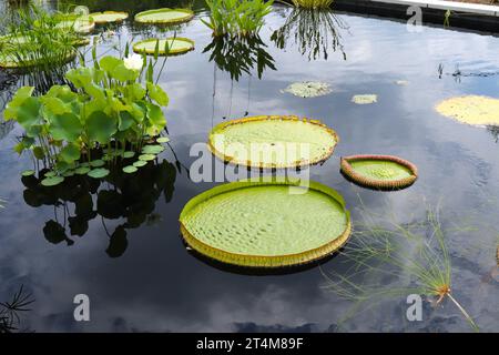 Jardín japonés, pequeño estanque con nenúfares y peces de natación. Diseño  de jardín japonés, jardín de agua de verano en estilo japonés Fotografía de  stock - Alamy