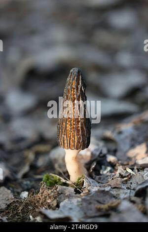 Morchella elata, un hongo comestible de primavera comúnmente conocido como mortero negro, que crece silvestre en Finlandia Foto de stock