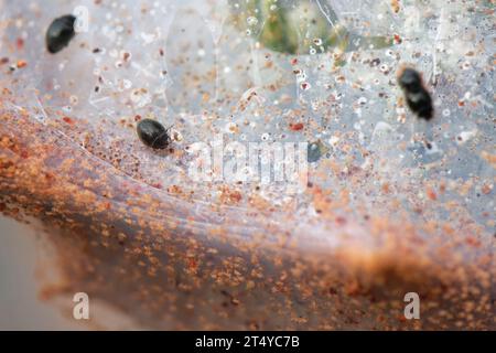 Destructor de ácaros de araña / Mariquita de punto (Stethorus pusillus) alimentándose de ácaros de araña gorse (Tetranychus lintearius) en la tienda de seda que giran en Gorse. Foto de stock