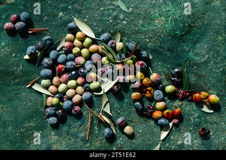 Vista en ángulo alto de algunas aceitunas arbequinas recién recolectadas en una red verde en el suelo durante la cosecha en un olivar en Cataluña, España Foto de stock