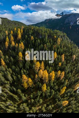 Coloridos bosques de coníferas en la Engadina, Ofenpass, Grisons, Suiza Foto de stock