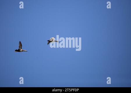 Par de patos de cuello anillado (Aythya collaris) -- una hembra y un macho -- volando a través de un cielo azul profundo Foto de stock