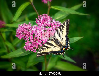 Macro de una mariposa de cola de golondrina tigre occidental (Papilio rutulus) alimentándose de flores de algodoncillo rosado (asclepias incarnata). Vista superior con alas extendidas op Foto de stock