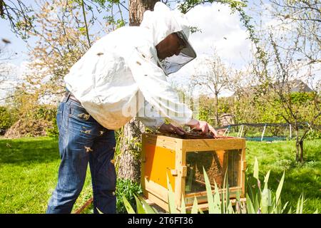 El apicultor en el apiario. El apicultor está trabajando con abejas y colmenas en el apiario. A reapilamiento una colmena, muestra a una colonia de varroa, para desplazar la genética Foto de stock