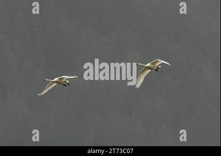 Fondo de niebla sutil con espacio de copia limpio rodea a un par de cisnes Trumpeter en vuelo cerca de Harrison Mills, Columbia Británica, Canadá, en horizontal Foto de stock