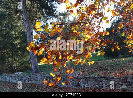 Sycamore Tree Branch Coloridas hojas de otoño Foto de stock