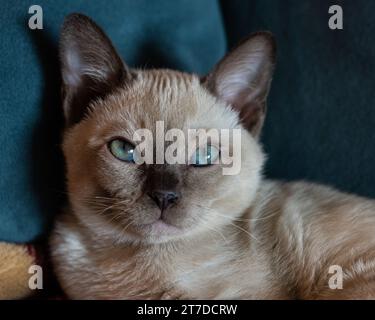 Gatito tonkinés de raza pura con ojos de aguamarina. Foto de stock