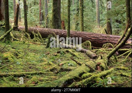 Antiguo bosque, Valle de los gigantes espacio natural excepcional, Distrito de Salem Oficina de Manejo de Tierras, Oregón Foto de stock