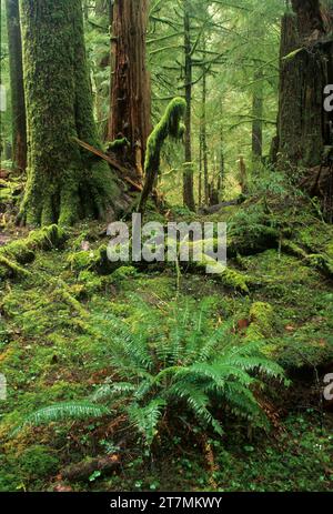 Antiguo bosque, Valle de los gigantes espacio natural excepcional, Distrito de Salem Oficina de Manejo de Tierras, Oregón Foto de stock