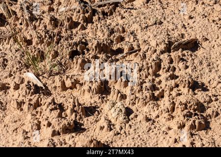 Suelo criptobiótico o criptogámico, una corteza viva, en el Parque Estatal Kodachrome Basin en el suroeste de Utah. Foto de stock