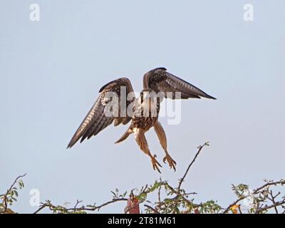 Halcón Lanner inmaduro (Falco biarmicus) con poderosas alas extendidas despegando para cazar saltos de la copa de los árboles en Galana, Kenia, África Foto de stock
