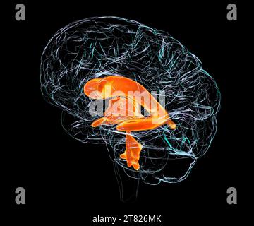 Sistema Ventricular Del Cerebro De Un Niño, Ilustración Fotografía De ...