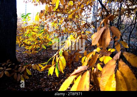 hojas de castaño amarillo en el oeste blean y espinoso bosque reserva natural, kent, reino unido Foto de stock