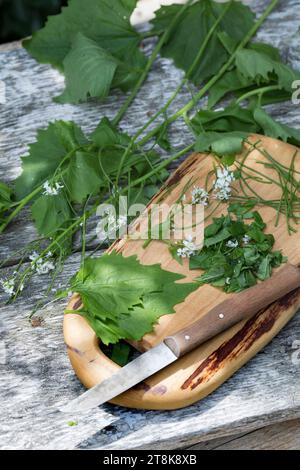 Mostaza de ajo, ajo de seto, Jack-by-the-Hedge (Alliaria petiolata), mostaza de ajo recolectada y picada con un cuchillo Foto de stock