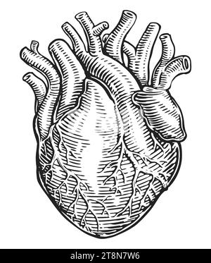 Dibujado a mano músculo del corazón humano y vasos sanguíneos en estilo de grabado vintage. Anatomía, ilustración de boceto Foto de stock