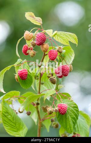 Rubus idaeus Zeva, frambuesa Zeva, variedad de fructificación de otoño, fruta madura en la caña Foto de stock