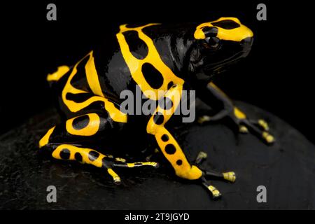 Rana venenosa de banda amarilla (Dendrobates leucomelas) Foto de stock