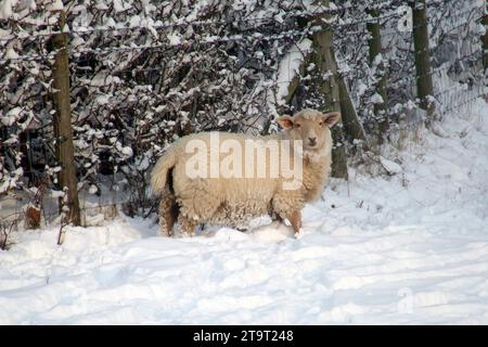 New Forest Hampshire, Hants uk, i2010 tras una nevada. Paisajes, ponis, bovinos, cerdos, ovejas, ciervos, trenes del suroeste, autobuses Wilts y Dorset Foto de stock