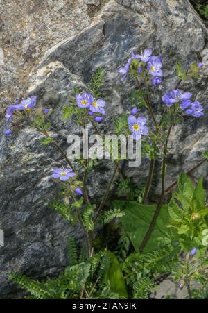 Llamativa escalera de Jacob, Polemonium pulcherrimum, en flor en las montañas del oeste de EE.UU. Foto de stock