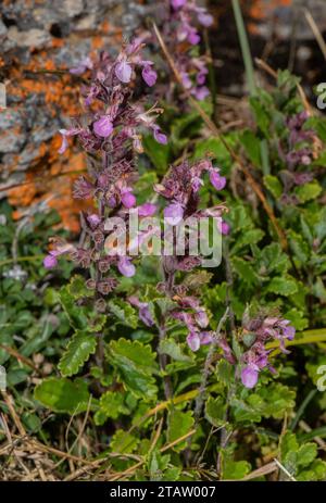 Pared germander, Teucrium chamaedrys, en flor en banco de piedra caliza. Foto de stock