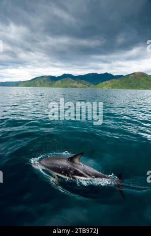 El delfín oscuro (Lagenorhynchus obscurus) nada en aguas frente a la costa de Nueva Zelanda en Kaikoura; Nueva Zelanda Foto de stock