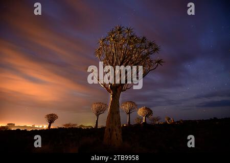 Árboles de quiver (Aloidendron dichotomum) al atardecer; Keetmanshoop, Namibia Foto de stock