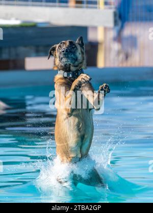 Perro belga Malinois chapoteando en una piscina Foto de stock