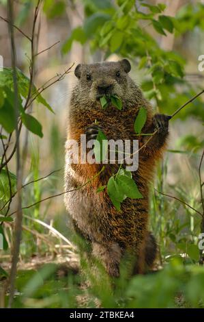 Marmot golpea a las hojas jóvenes en una arboleda Foto de stock