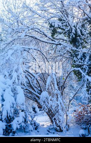 Árboles cubiertos y arbustos presionados al suelo por la nieve Foto de stock