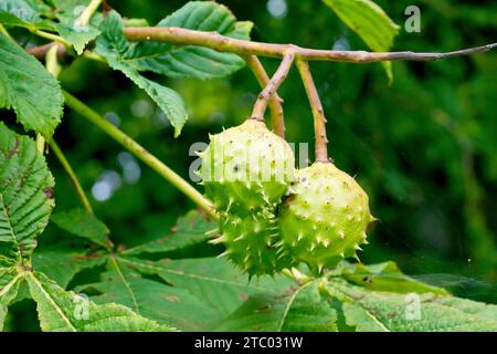 Castaño de caballo o árbol de Conker (aesculus hippocastanum), cerca de un pequeño grupo de las frutas puntiagudas o conkers colgando de una rama del árbol. Foto de stock