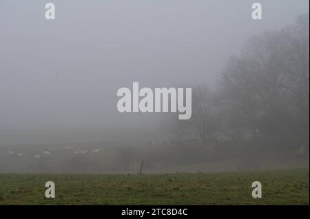 Pastoreando vacas en los prados montañosos en un día de niebla alrededor de Dilbeek, Flandes, Bélgica Crédito: Imago / Alamy Live News Foto de stock