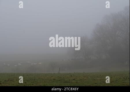 Pastoreando vacas en los prados montañosos en un día de niebla alrededor de Dilbeek, Flandes, Bélgica Foto de stock