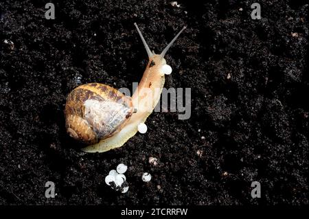 El caracol de jardín (Helix aspersa o Cornu aspersum) es un caracol terrestre comestible. Fotografía del tiempo para poner huevos. Foto de stock